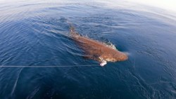 Saros Körfezi'nde 3,5 metrelik köpek balığı yakaladılar