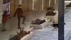 Avcılar'da servis bekleyen çocuğa sokak köpekleri saldırdı