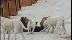 Hatay'da yasaklı ırk köpekler birbirine saldırdı