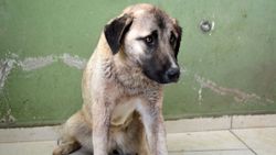 Antalya’da vurulan köpeğin vücudunda, 100’e yakın saçma olduğu belirlendi