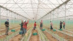 Samsun'da tarım işçilerinin Ramazan ayında da zorlu mesaisi sürüyor