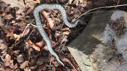 Sinop'ta boynuzlu engerek, kış uykusundan uyandı