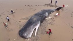 Çin'de 60 tonluk balina için kurtarma operasyonu