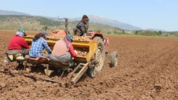 Bolu'da patates ekimi devam ediyor