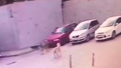Kırıkkale'de sokak köpekleri otomobile zarar verdi