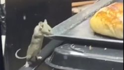 Kocaeli’de, kafe vitrinindeki fare kamerada
