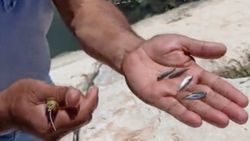 Antalya'da havuz temizleme kimyasalı dereye akıtıldı, balıklar öldü