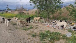 Aydın'da başıboş köpekler, vatandaşları korkutmaya devam ediyor