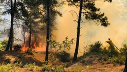Hatay'daki orman yangınıyla ilgili 1 kişi tutuklandı