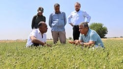 Muğla, Dalaman TİGEM'de yerli tohum buğdayın hasadı başladı