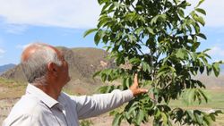 Erzurumlu girişimci, atıl topraklara 16 bin ceviz fidanı dikti