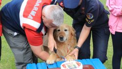 Jandarmanın arama kurtarma köpeği 'Bulut' emekliye ayrıldı