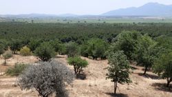 Dizilere sahne olan Sazoba'nın çölü orman oldu