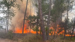 Fransa’da 6 gündür devam eden yangında 14 bin hektar alan kül oldu