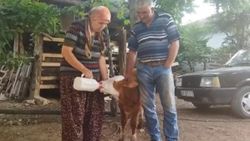 Eskişehir'de kör buzağıyı biberonla besliyorlar