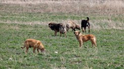 Aydın'da, başıboş sokak köpeği 2 kişiyi yaraladı