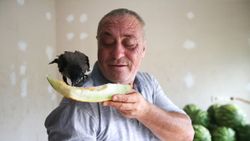 Hataylı manav beslediği kargaya gözü gibi bakıyor