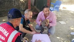 İzmir'deki hint maymunu minik kızın elini ısırdı