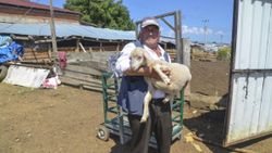 Kastamonu'da hayvan yetiştiricisi adam, 11 bin lira maaşla çoban bulamıyor 