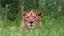 Lion tore apart a man climbing a zoo in Ghana 