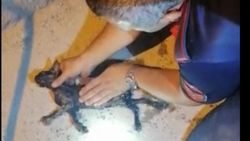 Kilis'te kuyuya düşen yavru kedi kalp masajıyla hayata döndü