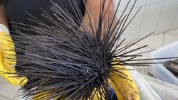 Toxic invasive sea urchins exported to Italy