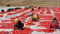 Bitlis’in kurutulmuş domatesleri Amerika ve Avrupa’ya ihraç ediliyor
