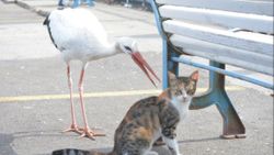 Tekirdağ'da kedi ve leyleğin balık savaşı kamerada