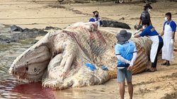 Tayland’da ölü balina kıyıya vurdu