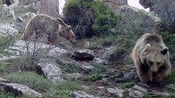 Sivas'taki yaban hayatından fotokapan görüntüleri
