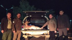 Sivas'ta izinsiz keçi avı pahalıya patladı