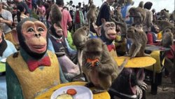 Tayland'da maymunlara açık büfe ziyafeti verildi