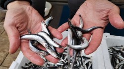 Uzmanlar uyardı: Karadeniz'de hamsi avı en az 1 ay yasaklanmalı