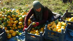 Adana'da portakal hasadı başladı: Üretici fiyatlardan memnun