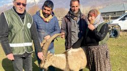 Van'da saldırıya uğrayan dağ keçisini sürü kurtardı