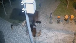 Ümraniye'de sokak köpeklerine silahlı saldırıyı engelledi