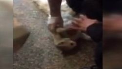 Kapıya sıkışan kedi kalp masajıyla kurtarıldı