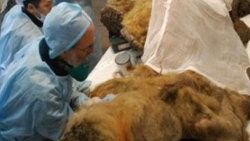 10 bin yıllık kanlı ve etli mamut bulundu