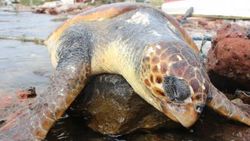 Midesinden atık çıkan caretta caretta öldü