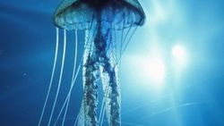 Turritopsis Dohrnii nedir