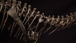 Arjantin’de yeni bir dinozor türü bulundu