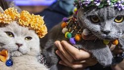 Başkent'te Kedi Güzellik Festivali düzenlendi