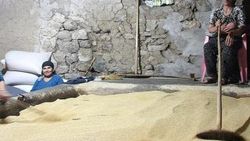 155 yıllık taş değirmende tahin üretimi