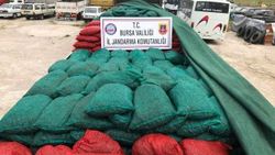 Bursa'da 30 ton kaçak midye ele geçirildi