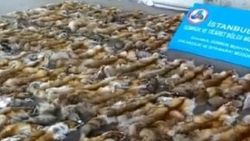 Haydarpaşa Limanı'nda 120 tilki kürkü ele geçirildi