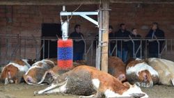 Mandırada elektrik kaçağı: 14 hayvan öldü