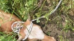 Sinop'ta su kanalına düşen dana kurtarıldı