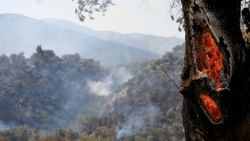 Bodrum'da 34 hektar yandı