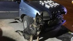 Narkotik köpeği Bady uyuşturucu buldu