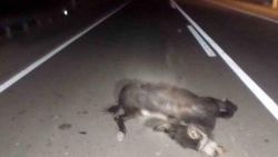 Karaman'da eşeğe çarpan motosikletli yaralandı